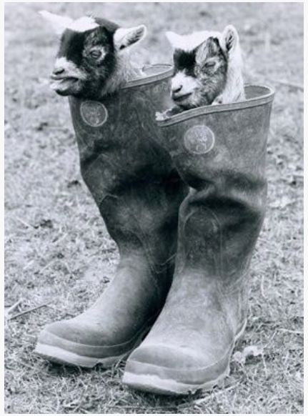 Goats in Boots